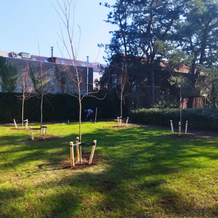 Bomen aanplanten Boomwerken De Boomklever Lubbeek